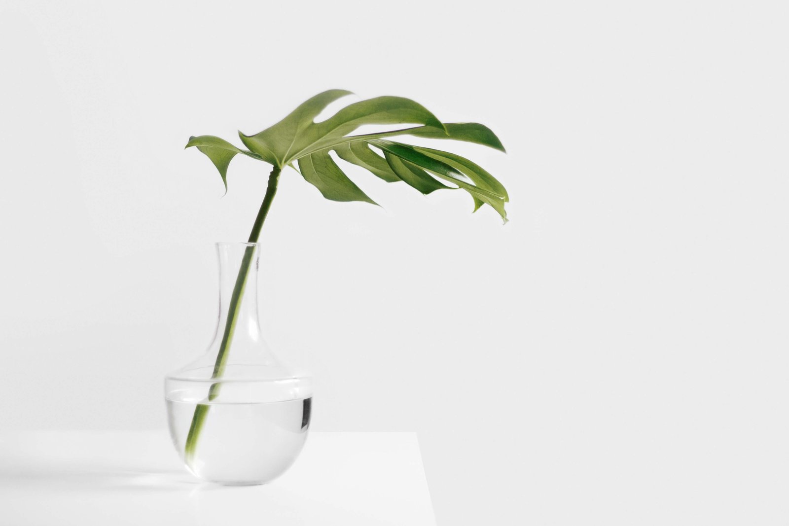 A green leaf in a vase